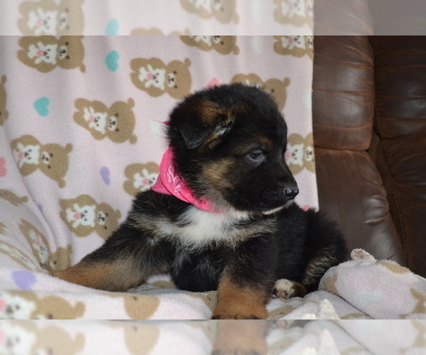 Medium Photo #3 German Shepherd Dog Puppy For Sale in GREENWOOD, WI, USA