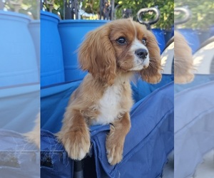 Cavalier King Charles Spaniel Puppy for sale in GARDEN GROVE, CA, USA