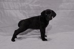 Small Photo #1 German Shorthaired Pointer Puppy For Sale in GLENCOE, MN, USA