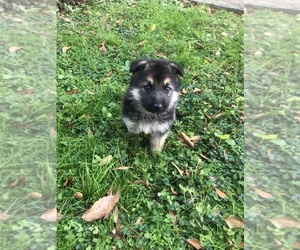 German Shepherd Dog Puppy for sale in SPARTANBURG, SC, USA