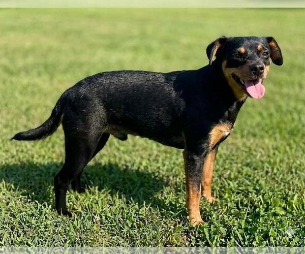 Medium Photo #2 Miniature Pinscher-Unknown Mix Puppy For Sale in Germantown, OH, USA