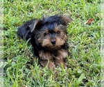 Small #2 Morkie