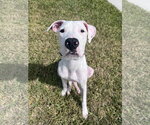 Small Photo #2 Mutt Puppy For Sale in  Gainesville, FL, USA