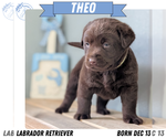 Puppy Theo Labrador Retriever