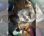 Small Photo #16 Border Collie-Unknown Mix Puppy For Sale in Oakhurst, NJ, USA