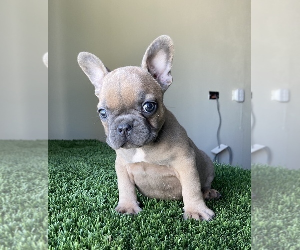 Medium Photo #1 French Bulldog Puppy For Sale in EMPIRE STATE, NY, USA