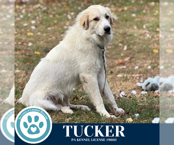 Medium Photo #2 Great Pyrenees-Unknown Mix Puppy For Sale in Kimberton, PA, USA