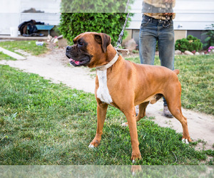 Father of the Boxer puppies born on 08/28/2024