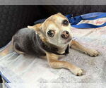 Small #24 Chihuahua Mix