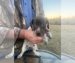 Small #14 German Shorthaired Pointer
