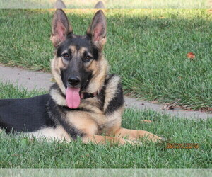 Mother of the German Shepherd Dog puppies born on 10/06/2021