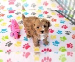 Small #1 Cavapoo (Miniature)-Poodle (Toy) Mix