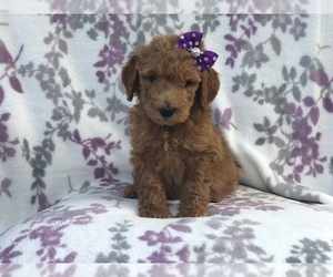 Goldendoodle-Poodle (Standard) Mix Puppy for sale in LAKELAND, FL, USA