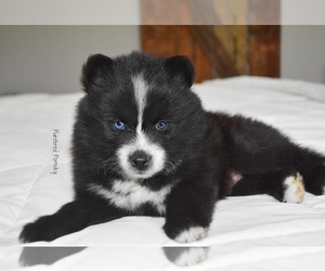 Pomsky Puppy for Sale in KANSAS CITY, Missouri USA