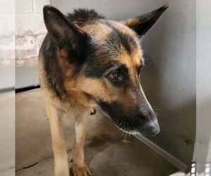 German Shepherd Dog Dogs for adoption in San Bernardino, CA, USA