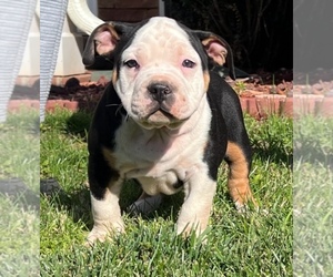 American Bully Dog for Adoption in WAXHAW, North Carolina USA