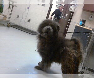 Chow Chow Dogs for adoption in Fayetteville, NC, USA
