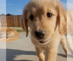 Small Photo #4 Golden Retriever Puppy For Sale in COLUSA, CA, USA