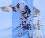 Small Photo #6 Dalmatian Puppy For Sale in CAPE MAY COURT HOUSE, NJ, USA