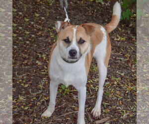 Pickles - Male Jack Russell Terrier Dog for Adoption - Photo #4