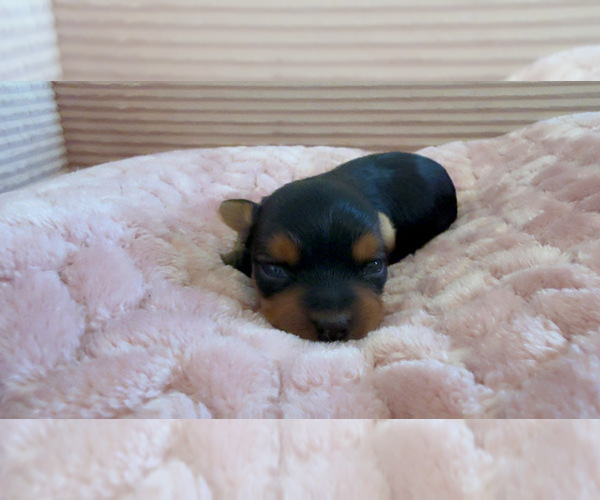 Medium Photo #27 Yorkipoo Puppy For Sale in ARLINGTON, TX, USA