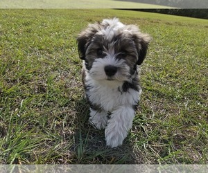 Havanese Puppy for sale in SARASOTA, FL, USA