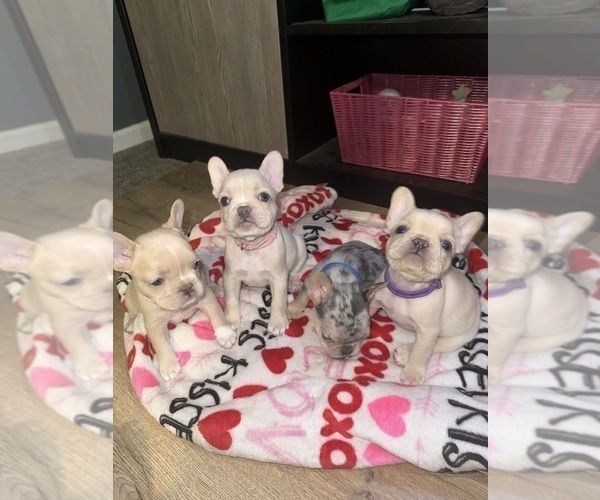 Medium Photo #1 French Bulldog Puppy For Sale in SUGAR HILL, GA, USA