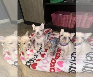 French Bulldog Litter for sale in SUGAR HILL, GA, USA