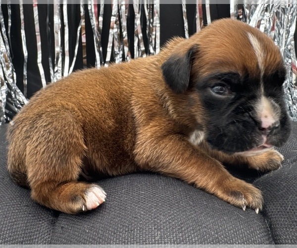 Medium Photo #8 Boxer Puppy For Sale in PAWNEE CITY, NE, USA