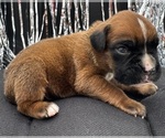 Small #7 Boxer