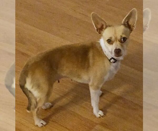 Medium Photo #3 Chihuahua Puppy For Sale in Carrollton, TX, USA