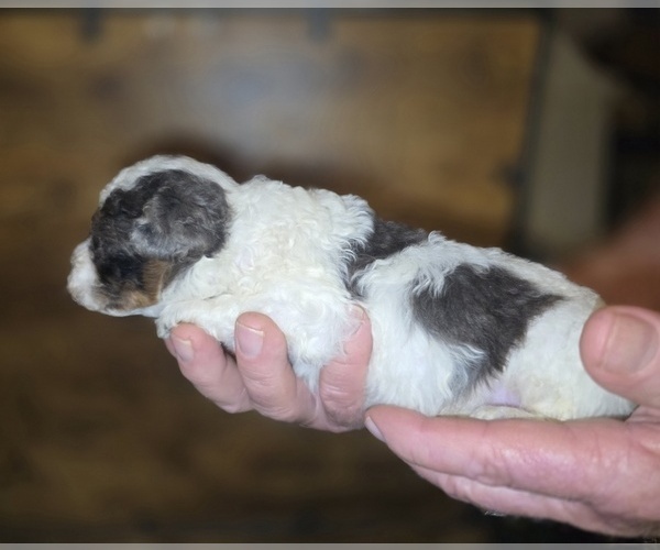 Medium Photo #11 Poodle (Toy) Puppy For Sale in DYERSBURG, TN, USA