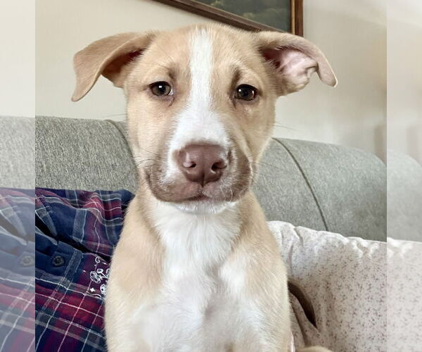 Medium Photo #6 Siberian Husky-Unknown Mix Puppy For Sale in Fargo, ND, USA