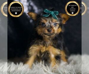 Yorkshire Terrier Puppy for sale in WARSAW, IN, USA