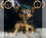 Small Yorkshire Terrier