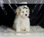 Small Photo #96 Maltipoo (Miniature) Puppy For Sale in WARSAW, IN, USA