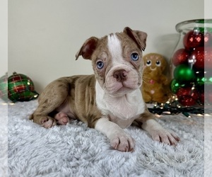 Boston Terrier Puppy for sale in GREENFIELD, IN, USA