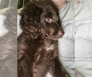 Goldendoodle Puppy for sale in HEADLAND, AL, USA