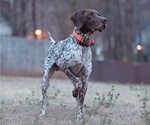 Small Photo #10 German Shorthaired Pointer Puppy For Sale in CUMMING, GA, USA