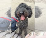 Small #6 Poodle (Standard)