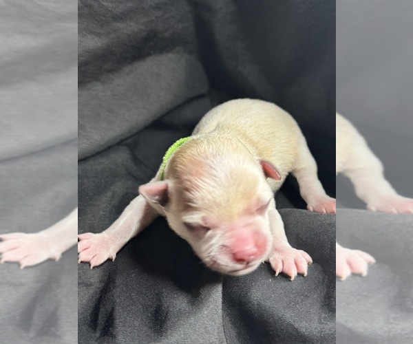 Medium Photo #1 Maltese-Morkie Mix Puppy For Sale in PEORIA, IL, USA