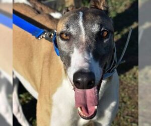 Greyhound Dogs for adoption in Grandville, MI, USA