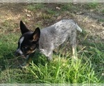 Small Photo #7 Australian Cattle Dog Puppy For Sale in SYLMAR, CA, USA