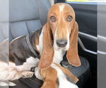 Small #2 Basset Hound