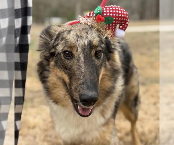 Medium Photo #1 Collie-Unknown Mix Puppy For Sale in Yardley, PA, USA
