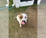 Small #2 American Pit Bull Terrier-American Staffordshire Terrier Mix