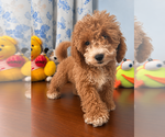 Havapoo puppies - Male Havapoo Puppy for Sale - Photo #35