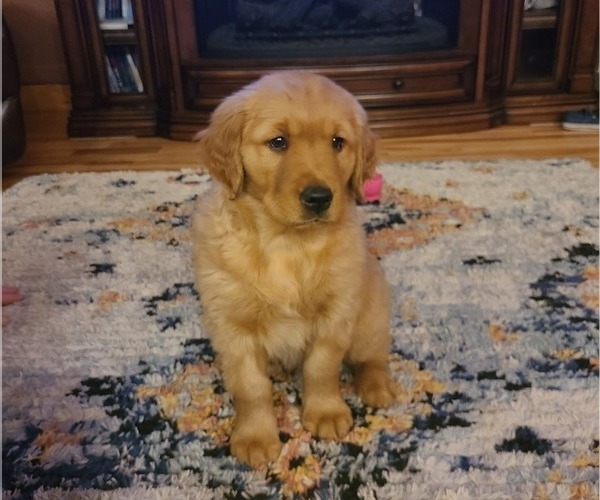 Medium Photo #1 Golden Retriever Puppy For Sale in BRAINERD, MN, USA