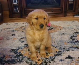 Golden Retriever Puppy for Sale in BRAINERD, Minnesota USA