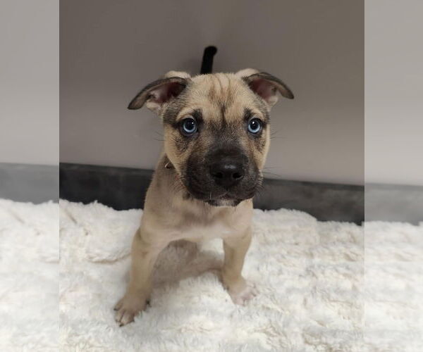 Medium Photo #2 American Pit Bull Terrier-Labrador Retriever Mix Puppy For Sale in St. Louis Park, MN, USA